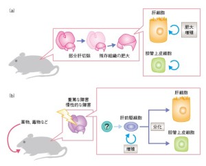 hepato saisei