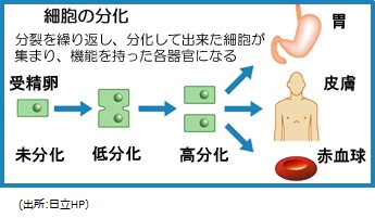 細胞の分化