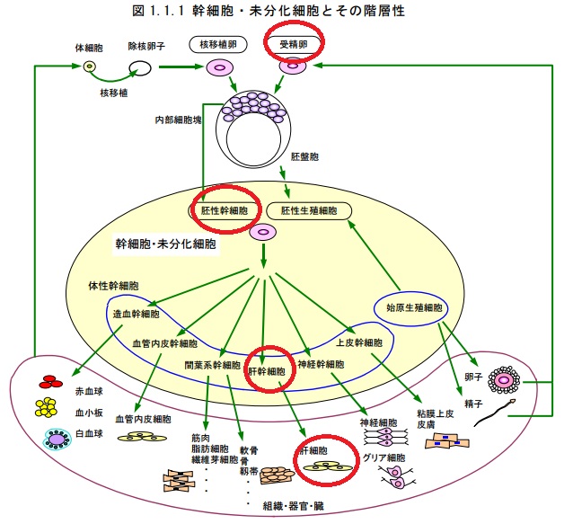 細胞の分化-幹細胞